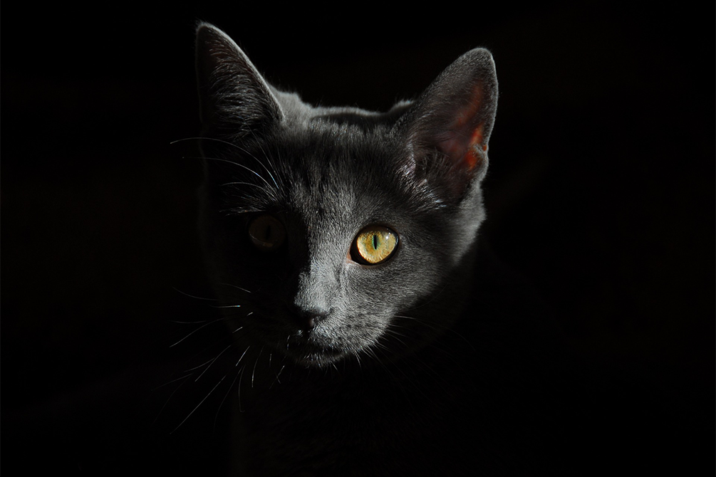 A black cat and dark background