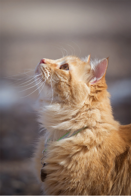 Portrait of a cat