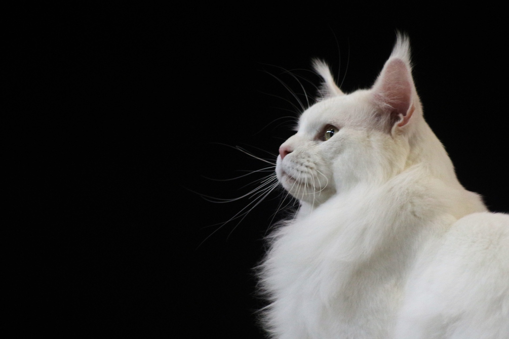 A white cat and black background