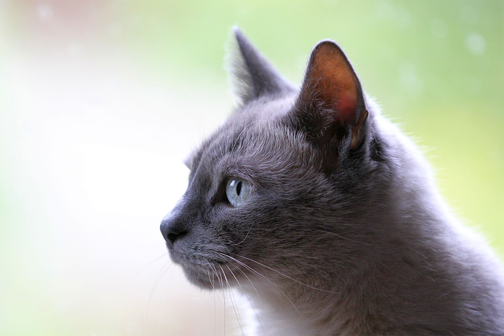 A grey cat