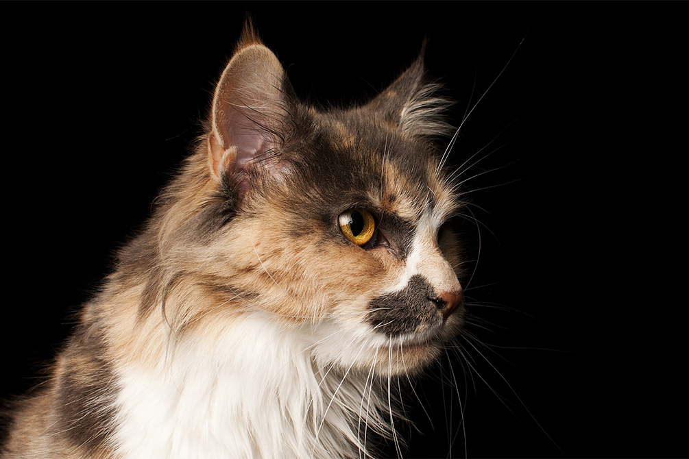 Picture of a long-haired cat