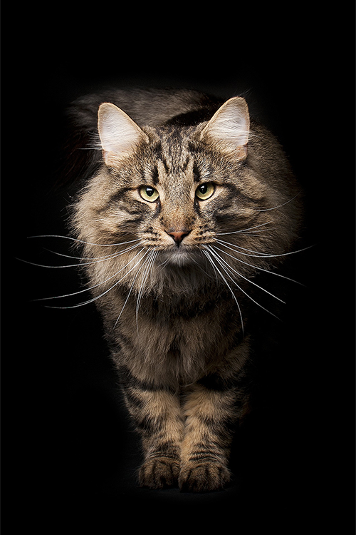 A long-haired cat