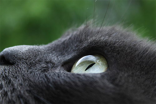 Close-up of a cat's eye