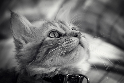 Black and white picture of a kitten