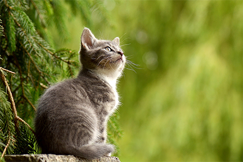 A kitten sitting under a tree