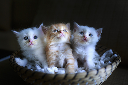 A basket full of kittens