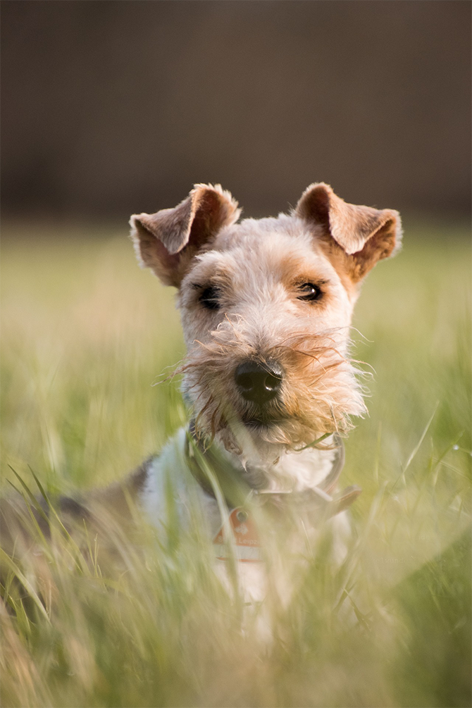 Airdale Terrier in a field