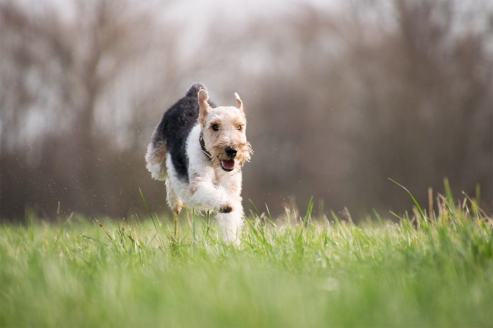 An airdale terrier running through the fields