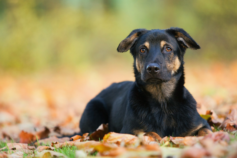 Dog on autumn leaves