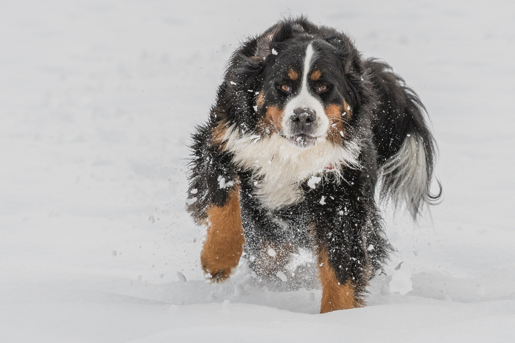 Bernese Mountain Dog in snow