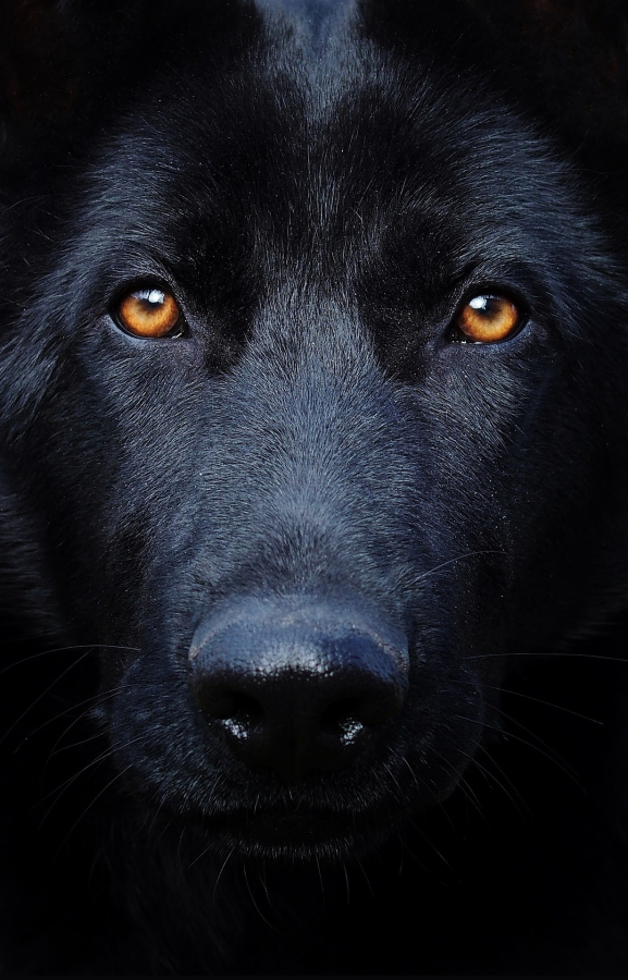 Close-up of a black dog