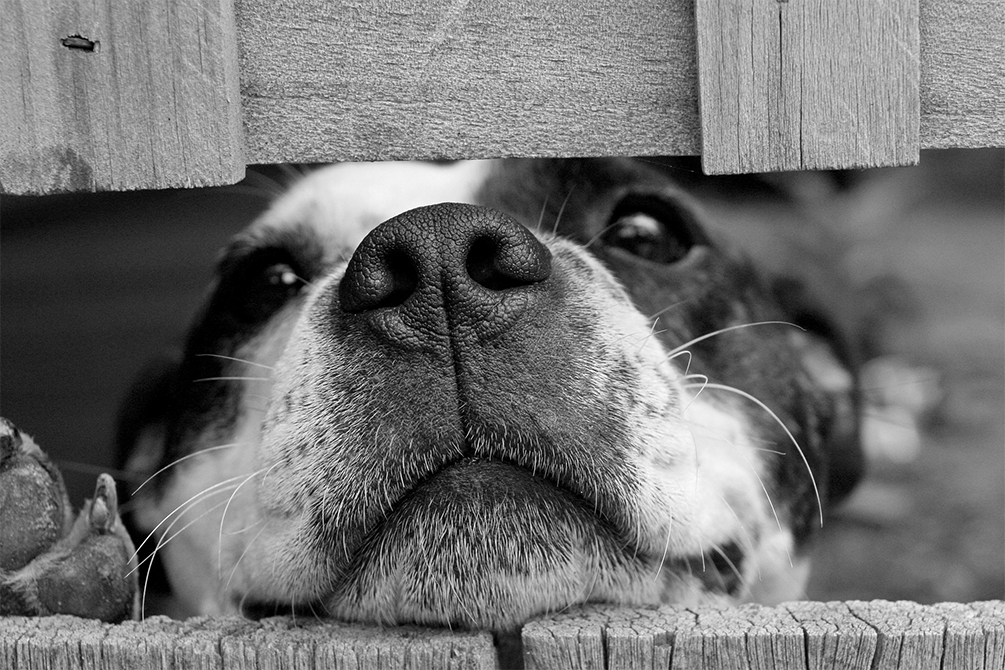 Dog looking through a fence