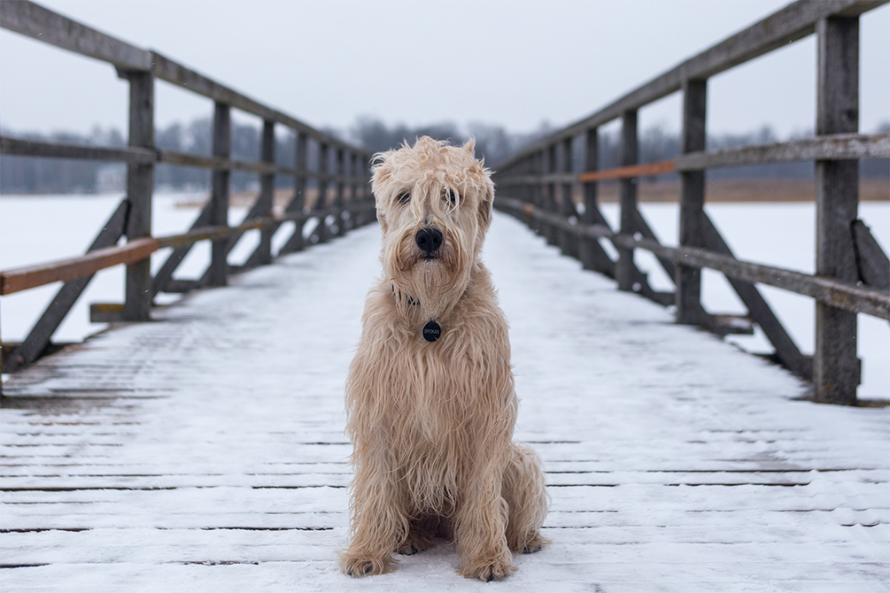 Dog sitting on a snowy bridge