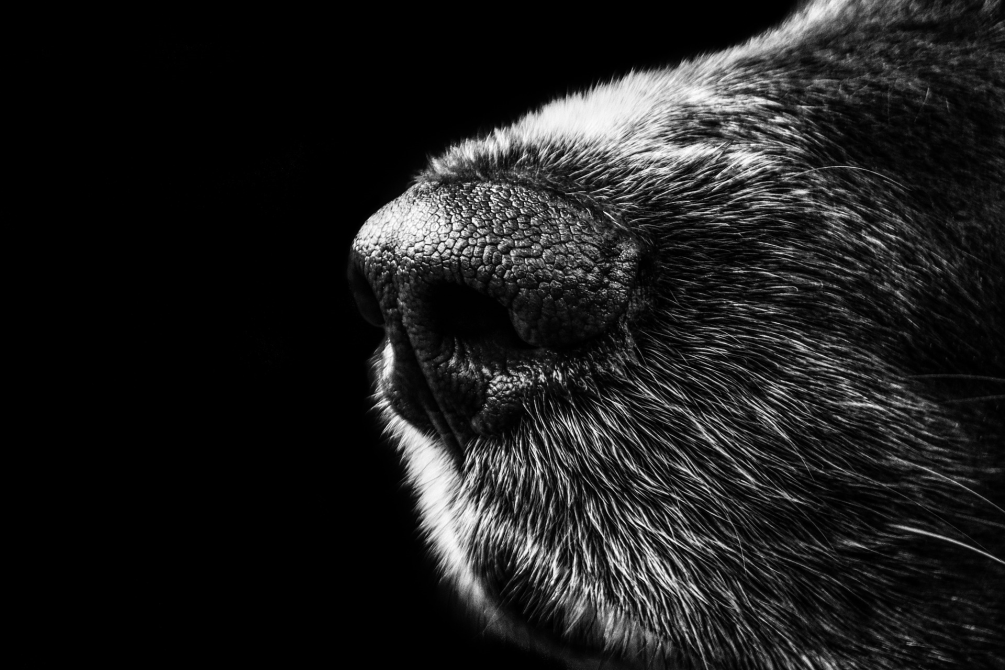 Close-up of a dog's nose