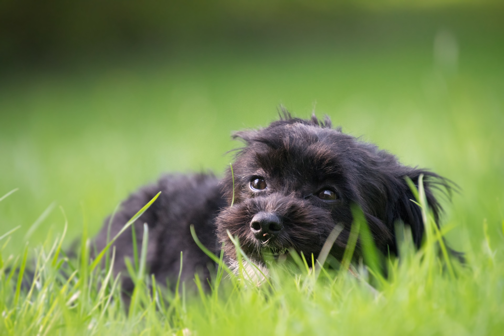 Dog lying in grass