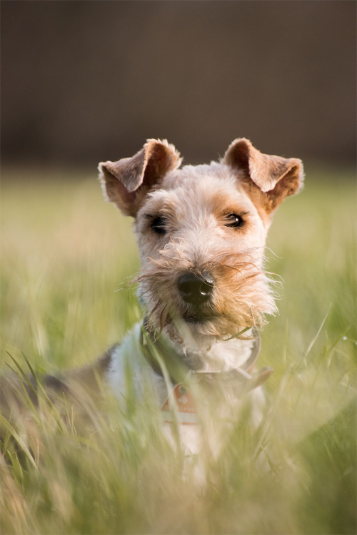 An Airdale Terrier sitting in a field