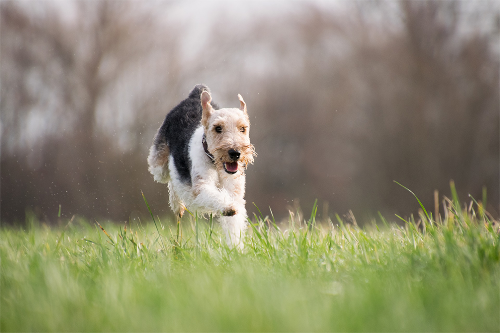 An Airdale Terrier running through the fields