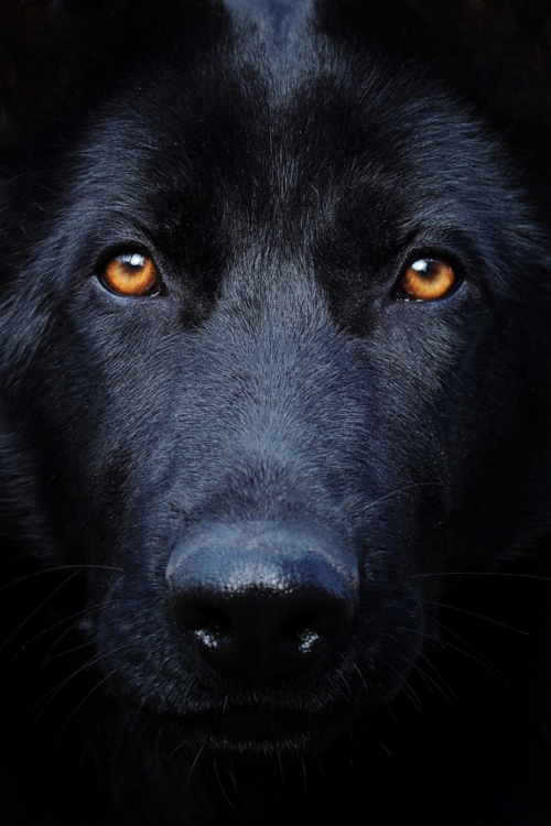 Closeup of a black dog