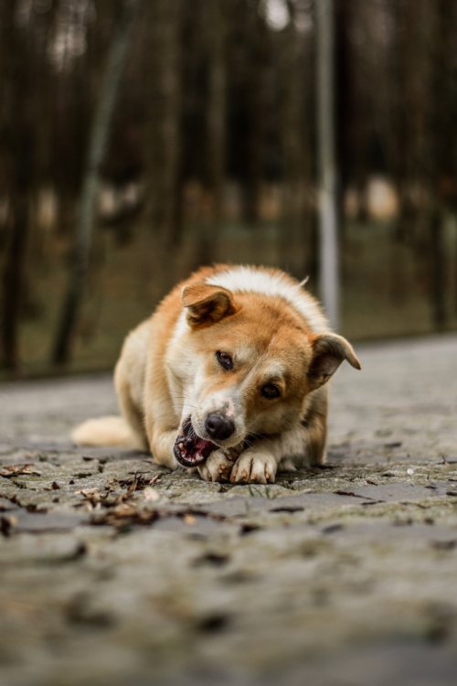 Dog chewing on something