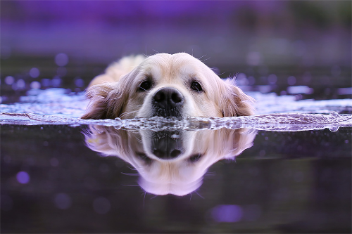 Golden Retriever swimming