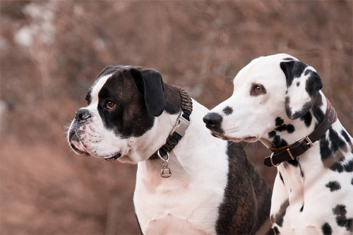 Two dogs looking to the left