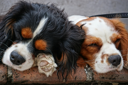 Two dogs having a nap